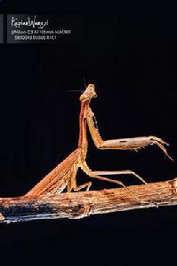 螳螂[螳螂目昆蟲]