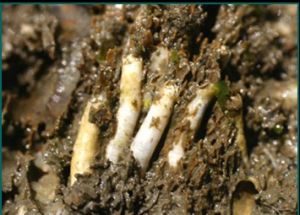 船蛆（Teredo navalis）石灰質管