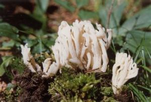 皺鎖瑚菌 皺鎖瑚菌