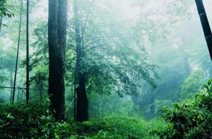 阿丁楓林 阿丁楓林