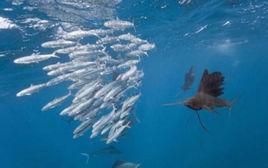 大西洋旗魚 大西洋旗魚