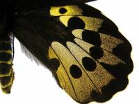 黃綠紫裳鳳蝶(圖4-雌性-後翅正面)