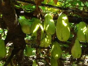 阿文大海自然村農村經濟-洋絲瓜