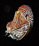 鸚鵡螺屬的分室鸚鵡螺