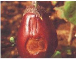 茄子擬黑斑病 茄子擬黑斑病