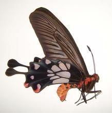 錘尾鳳蝶 錘尾鳳蝶