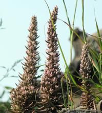 古城苔草 古城苔草