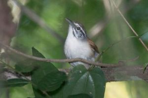 須葦鷦鷯 須葦鷦鷯