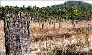 （圖）大家白蟻