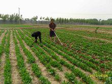 蘇二村全封閉式板藍根基地