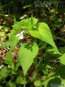 雞腿堇菜[雞腿堇菜]