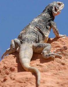 變色蜥[爬行綱動物]