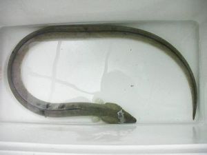 長齒草鰻 長齒草鰻