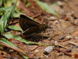 黑鍔弄蝶 黑鍔弄蝶