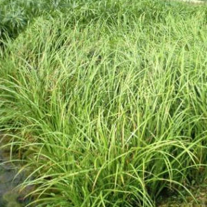 東方苔草 東方苔草