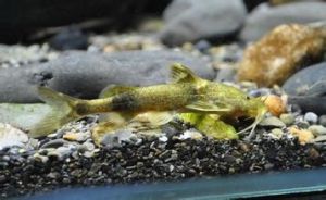 吸口鯰科 吸口鯰科