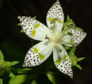 素色獐牙菜 素色獐牙菜