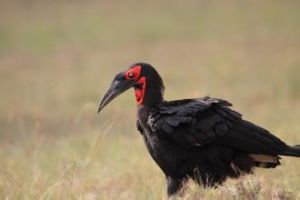 地犀鳥屬 地犀鳥屬