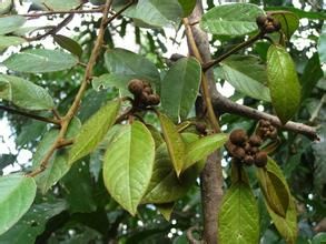 莢蒾葉山柑 莢蒾葉山柑