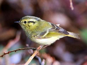 檸檬腰柳鶯 檸檬腰柳鶯