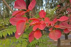 美國紅葉黃櫨 美國紅葉黃櫨