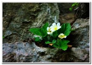 太行花屬 太行花屬