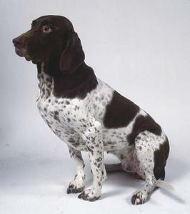 古老丹麥嚮導犬