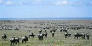 姆特瓦拉區 姆特瓦拉區