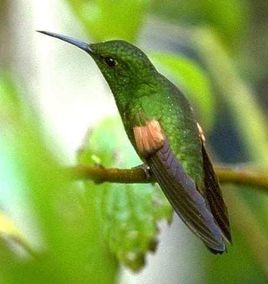 紋尾蜂鳥 紋尾蜂鳥