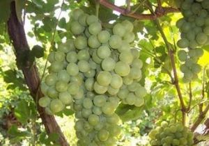 新疆琉璃葡萄 新疆琉璃葡萄