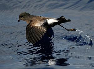 赫諾韋薩島 赫諾韋薩島