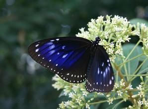 藍點紫斑蝶