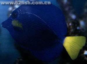 紫色倒吊魚 紫色倒吊魚