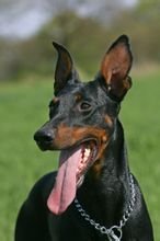 家犬也是犬科動物