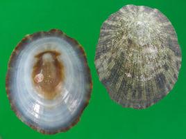 史氏背尖貝 史氏背尖貝