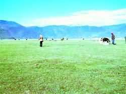 香格里拉依拉草原 香格里拉依拉草原