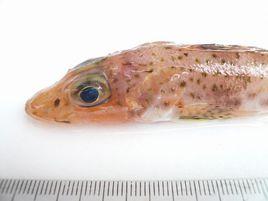 日本紅鯒 日本紅鯒