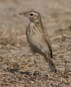 田鷚新疆亞種 田鷚新疆亞種