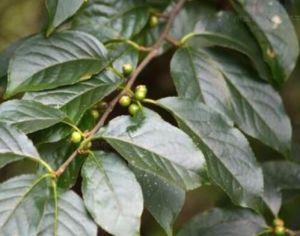 黑果冬青(原變種) 黑果冬青(原變種)