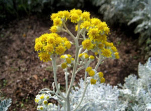 細裂垂頭菊 細裂垂頭菊