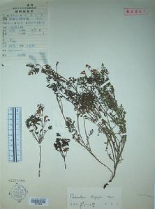 長梗馬先蒿 長梗馬先蒿