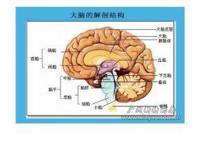 大腦的結構與功能