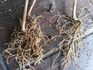 花生根結線蟲病 花生根結線蟲病