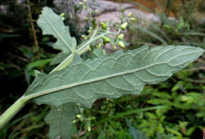 長圓葉艾納香 長圓葉艾納香