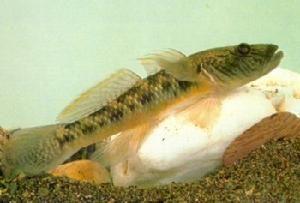 多線葉鰕虎魚 多線葉鰕虎魚