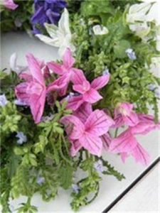 美洲鼠尾草亞屬 美洲鼠尾草亞屬