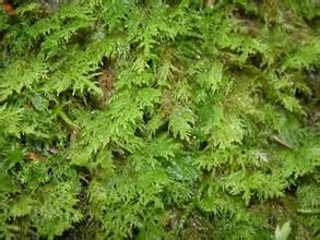 短肋羽蘚 短肋羽蘚