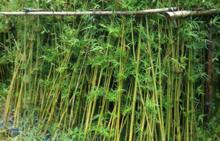 青皮竹
