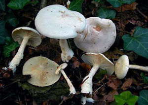 水粉杯傘 水粉杯傘