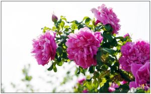 平陰玫瑰 平陰玫瑰